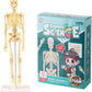 Teng Xin – Explore Science Bone Assembly