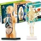 Teng Xin – Explore Science Bone Assembly