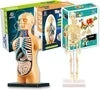 Teng Xin – Explore Science Bone Assembly